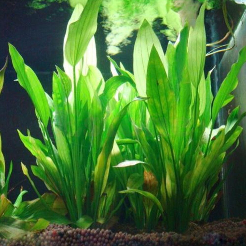Planted Aquarium Materials - 15cm Artificial Aquarium Decor Plants Water