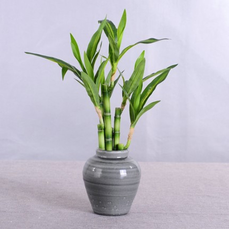 New 40cm Artificial Lucky Bamb - огляд і ціна Aquarium Plant Nursery