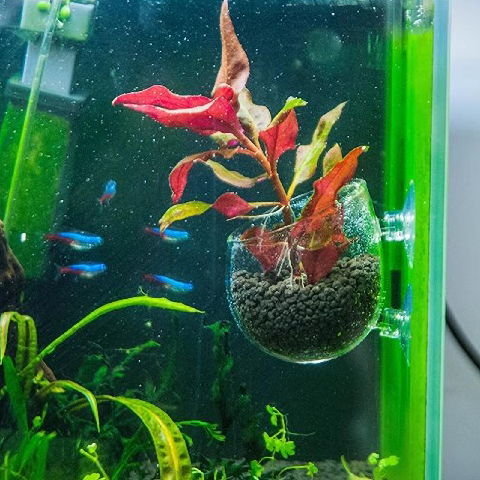 Aquarium Plant Holder Glass Aq - огляд і ціна Planted Aquarium Media