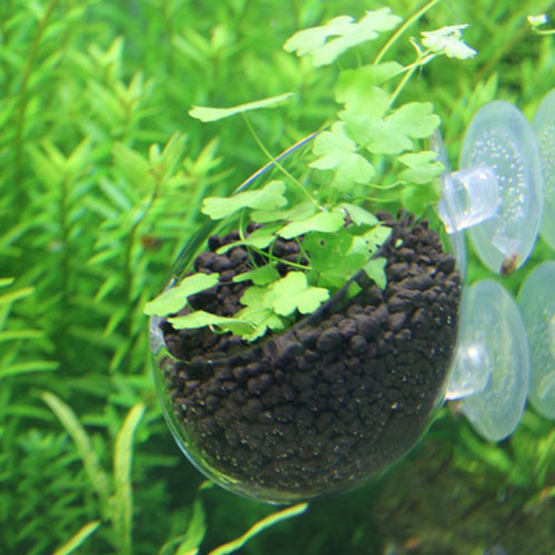 Aquarium Hanging Plant Pot Gla - огляд і ціна Aquarium Planted Seeds