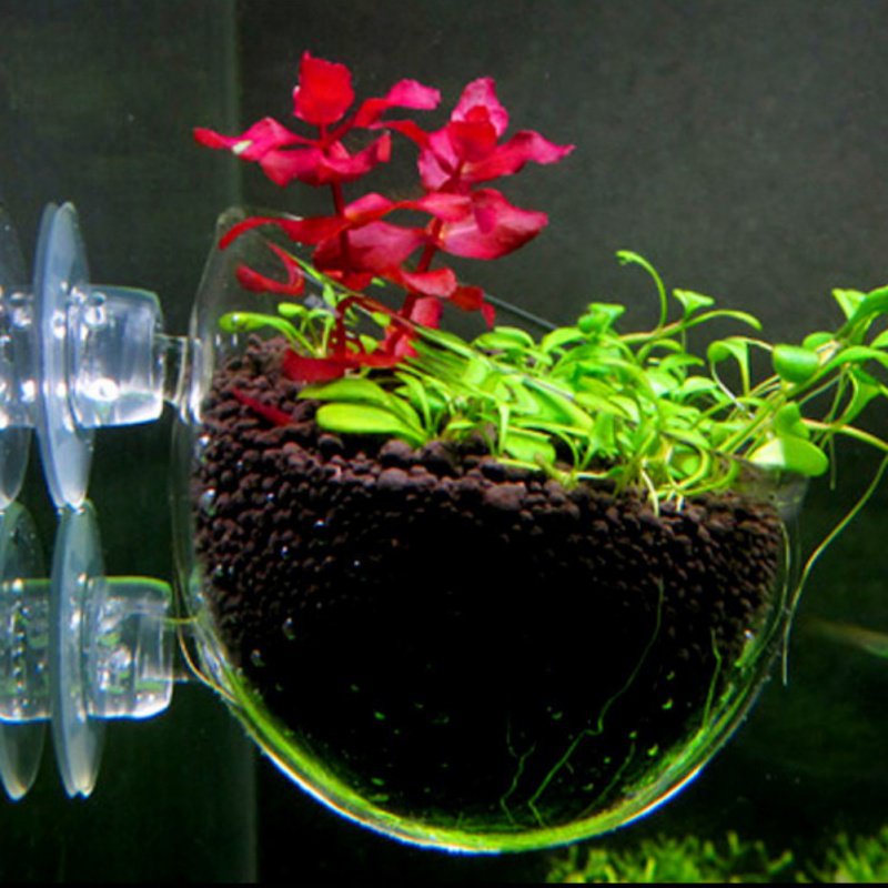 Aquarium Hanging Plant Pot Gla - огляд і ціна Aquarium Planted Seeds