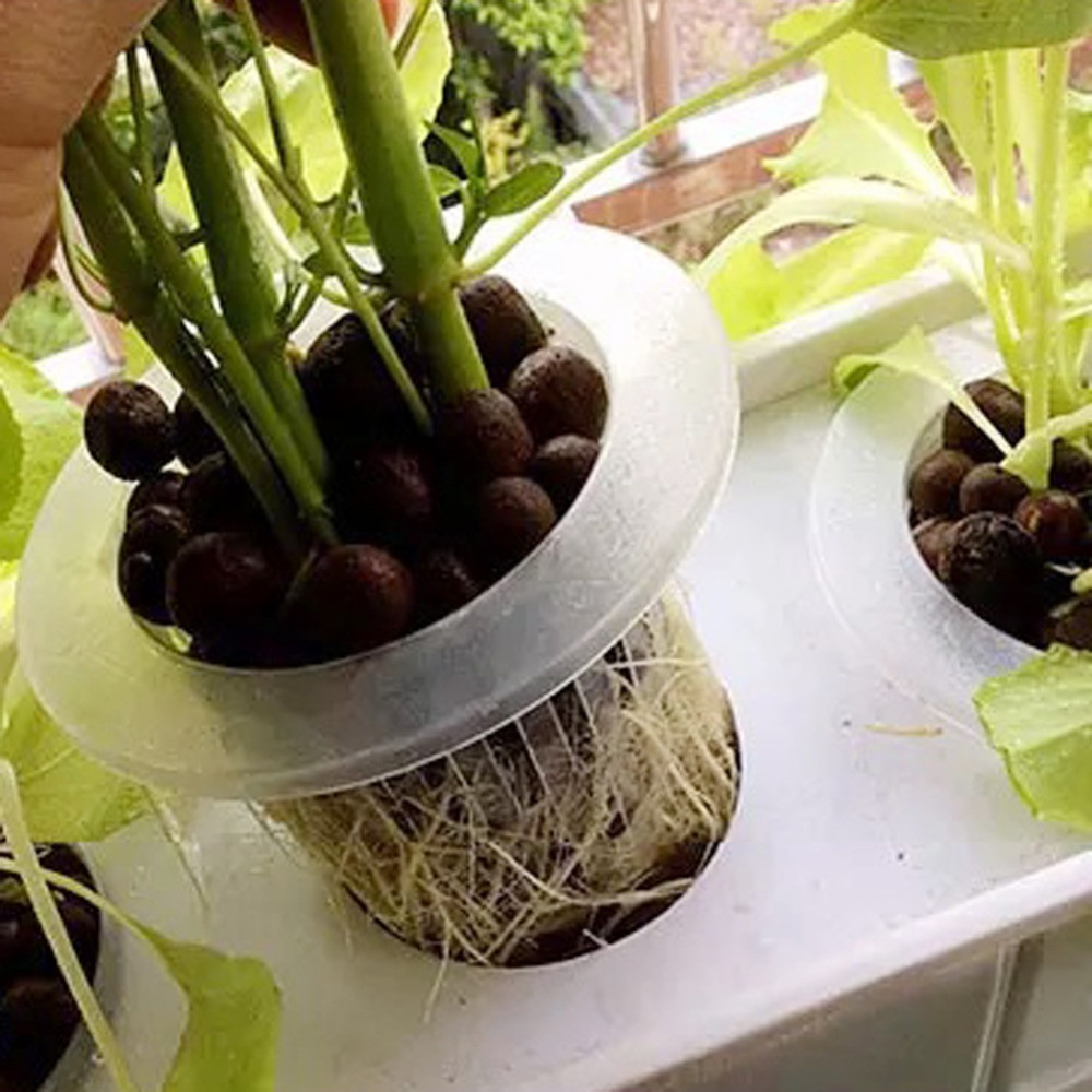 10/50pcs Durable Planting Aqua - огляд і ціна Aquarium Planted Seeds